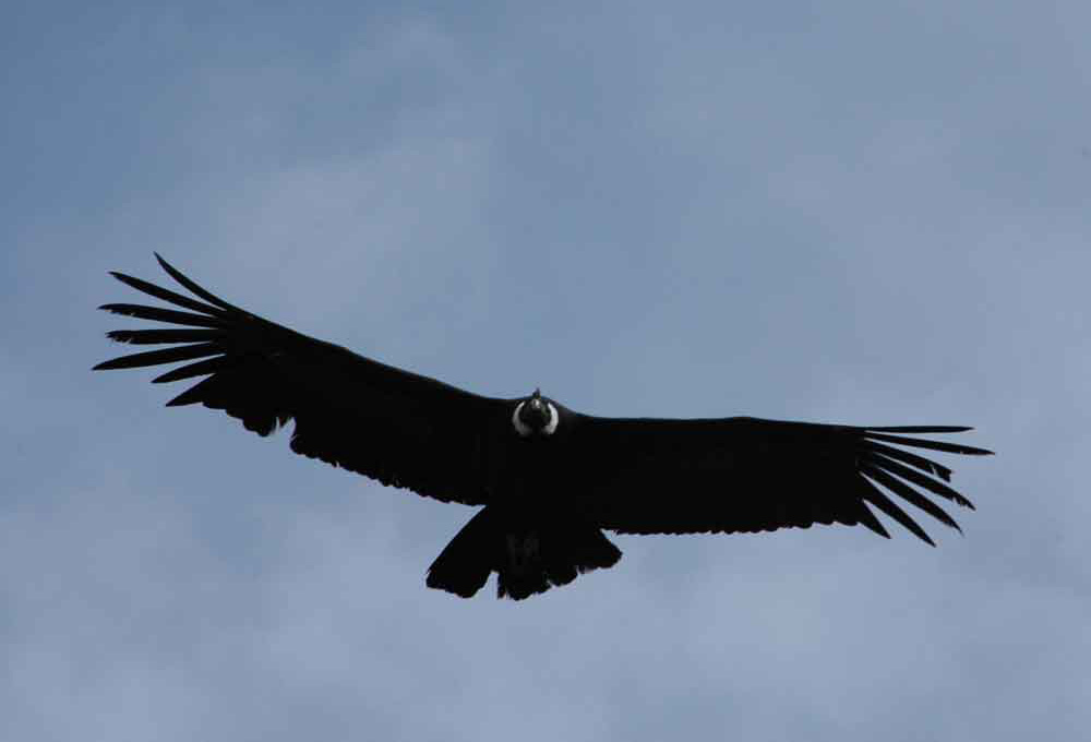 Cóndor - Cañon del Colca - Perú 3.jpg